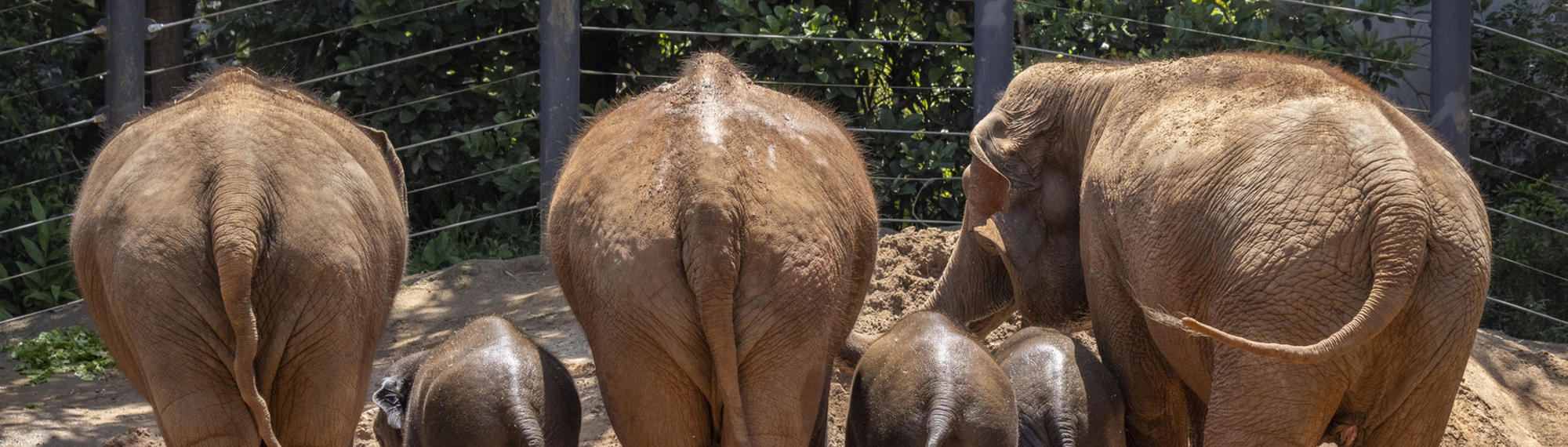 Rear view of six Asian Elephants, three adults and three calves in a row.