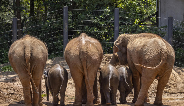 Rear view of six Asian Elephants, three adults and three calves in a row.