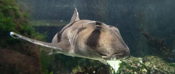 The Port Jackson Shark, swimming inside the aquarium.