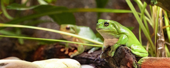 Two Green Tree Frogs sitting on rocks.