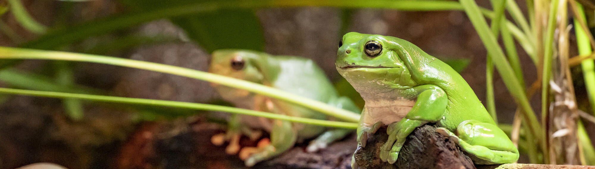 Two Green Tree Frogs sitting on rocks.