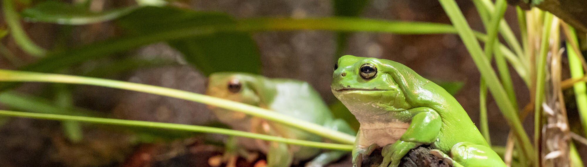 Two Green Tree Frogs sitting on rocks, both facing left.