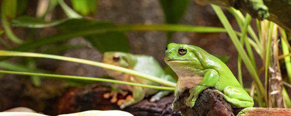 Two Green Tree Frogs sitting on rocks.