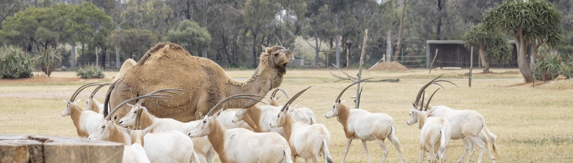 A Camel, surrounded by twelve Scimitar-horned Oryx.