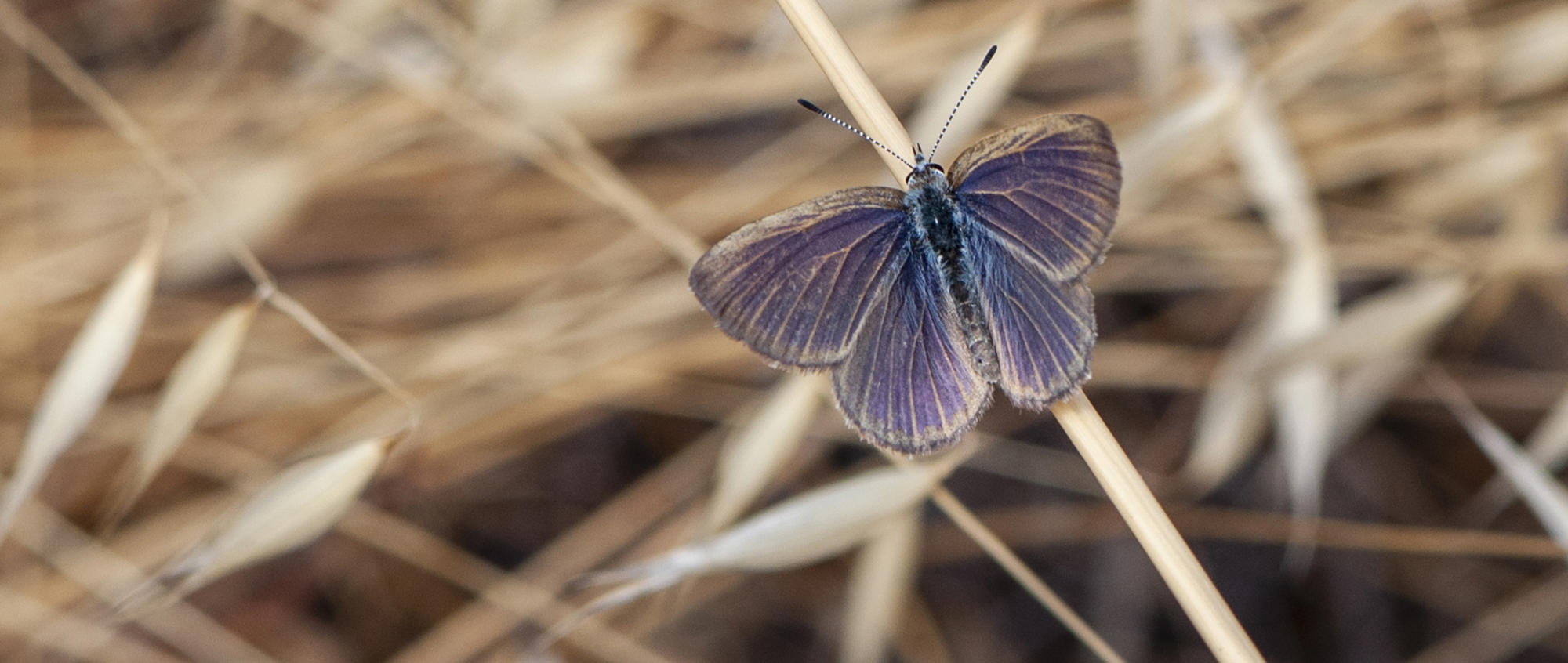 Golden-Rayed Blue Butterfly perched on a brown blade of grass.