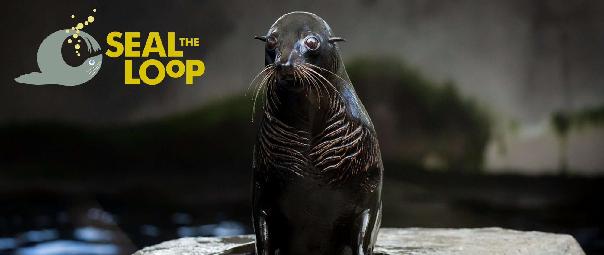 "Seal The Loop": A Fur Seal in their water enclosure faces the camera, with the logo on the top left.
