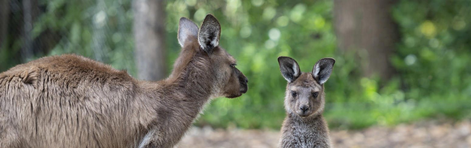 Kangaroo Joey Standing On Hind Legs Next To Mother Looking At Camera 