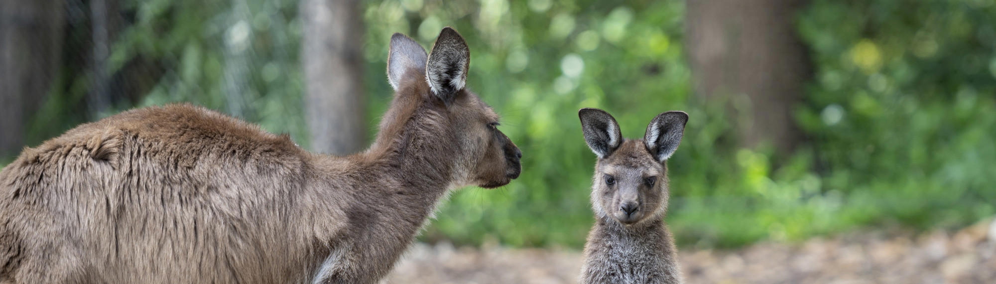 A Kangaroo Island Kangaroo joey, standing in his hind legs, looking to the camera, next to his mother who's facing him.