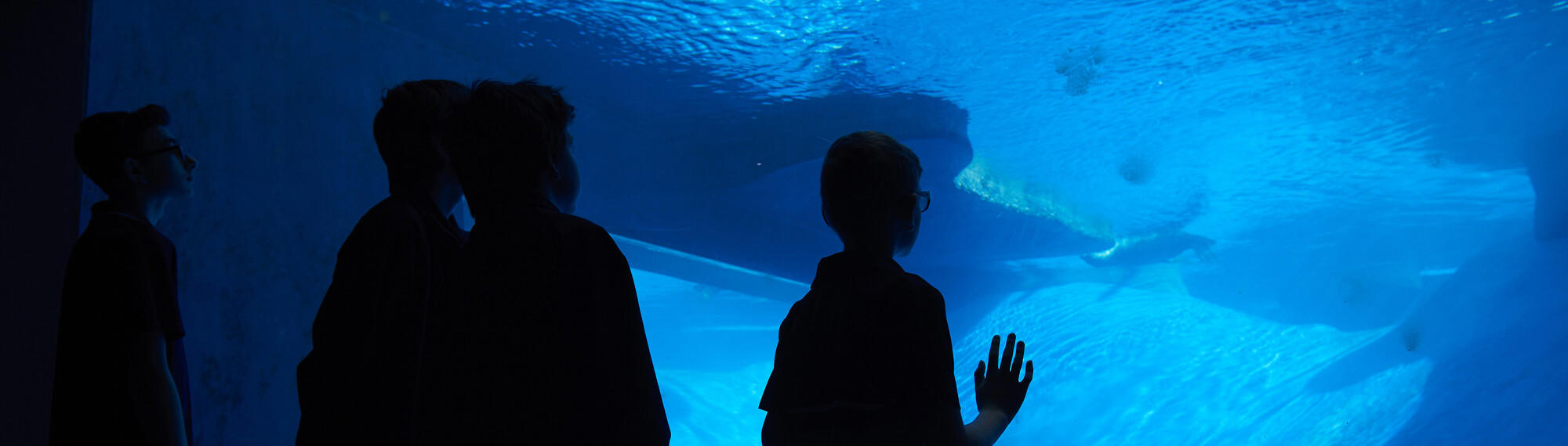 A silhouette of three students as they look into a blue tank of water with a Fur Seal swimming in the distance.