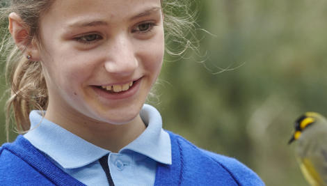 A school student looks at a Helmeted Honeyeater, sitting on a branch in front of her face.