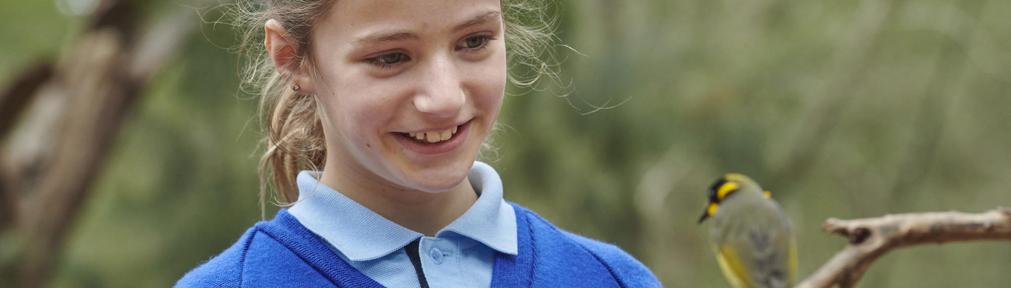 A grinning school student looks at a Helmeted Honeyeater, sitting on a branch in front of her face.