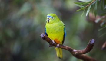 Orange-bellied Parrot sitting on a branch.