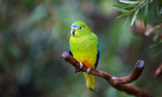 Orange-bellied Parrot on a branch.