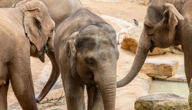 Five Asian Elephants are standing close to one another on yellow sand.