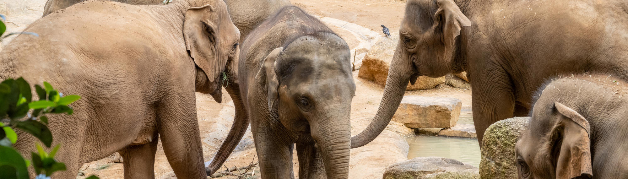 Five Asian Elephants are standing close to one another on yellow sand.