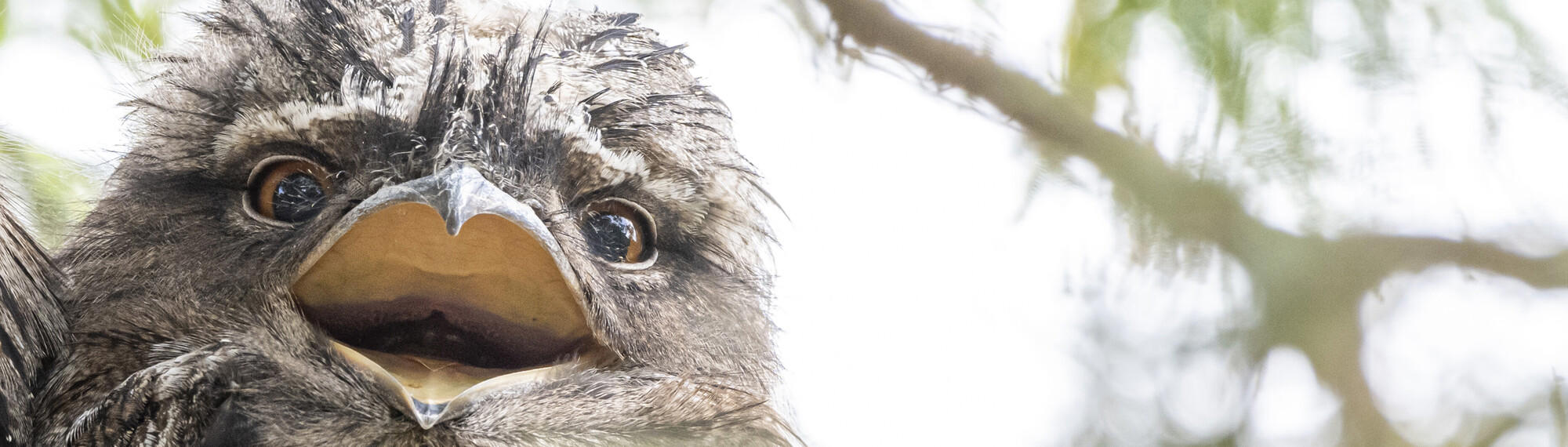 Close-up of a Tawny Frogmouth looking at the camera with their mouth open.