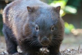 wombat