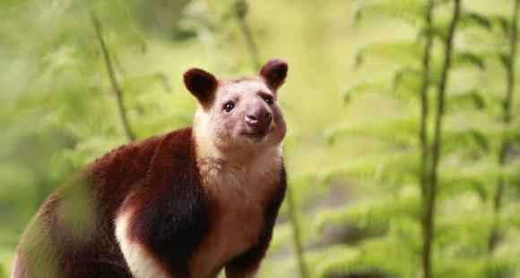 A Tree-Kangaroo, seen from the front-right against a fern backdrop.