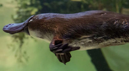 Zoos Victoria