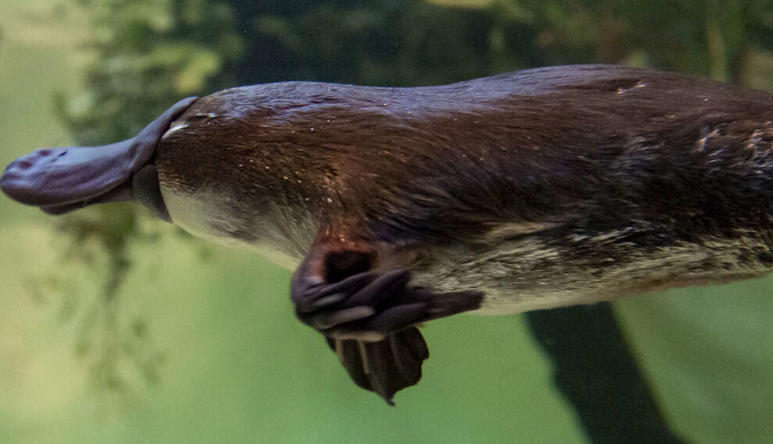 Yumi the platypus, swimming.  Tales from Platypus Creek