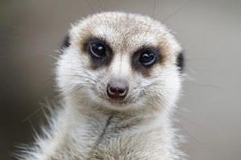 meerkat