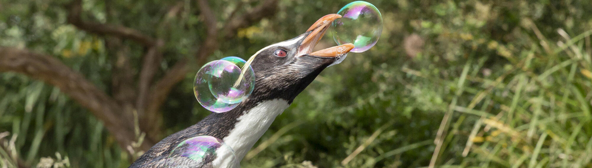 A Fjordland Penguin, trying to burst one of five bubbles with the beak.