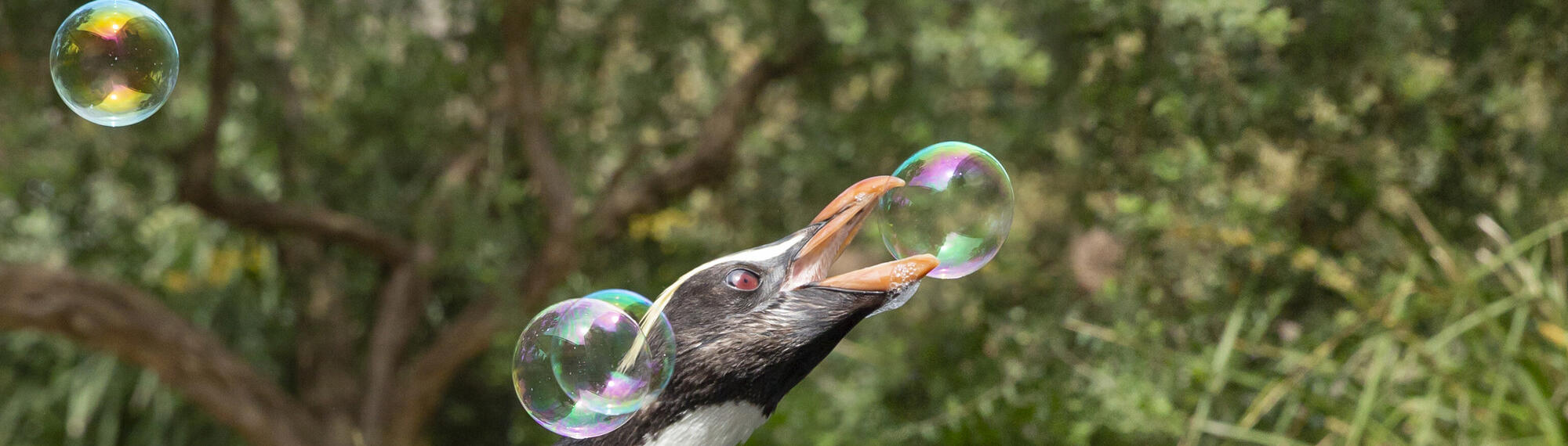 A Fjordland Penguin, trying to burst one of five bubbles with the beak.