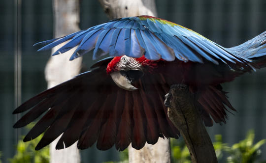 a blue-and-red macaw has its wings spread wide while it lands on a tree branch.