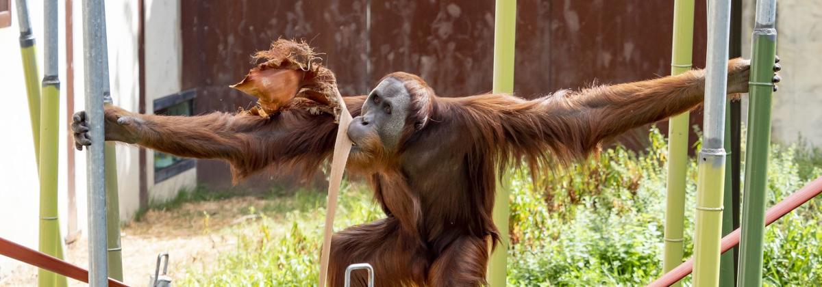 Orangutan swinging between poles while holding a palm fond in its mouth.