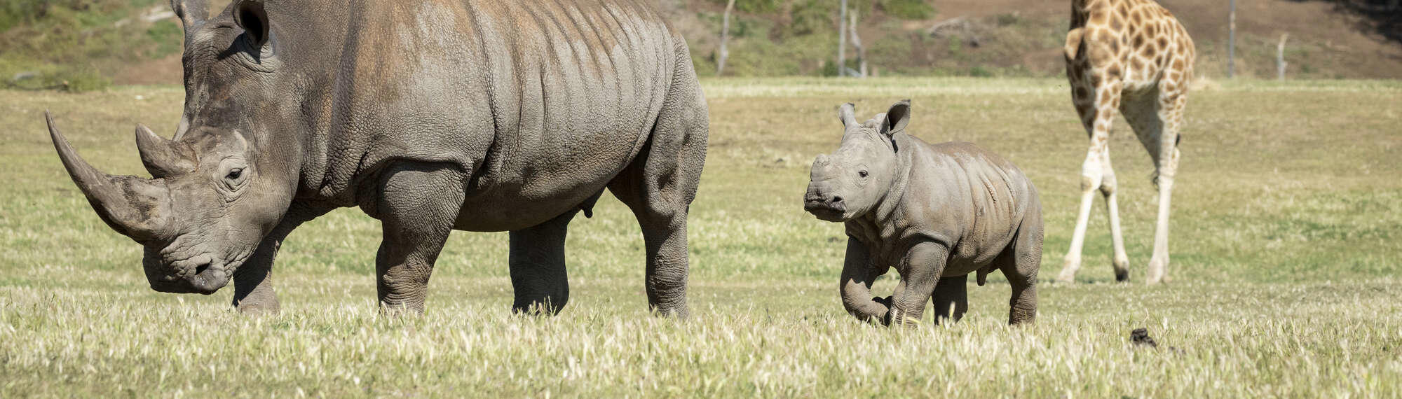 Young male Southern White Rhinoceros calf, Jabulani, on his first time on Savannah with an adult rhino next to him and a Giraffe behind him.
