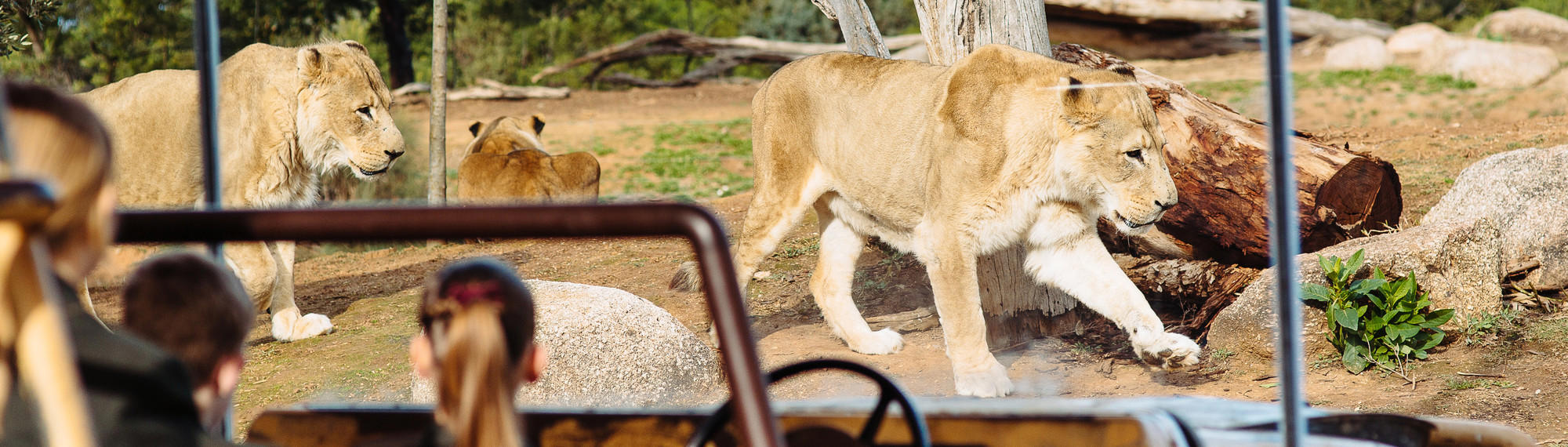 Rear view of three secondary students as they look into the Lion exhibit, as two Lionesses walk from left to right and one has her back to the glass.