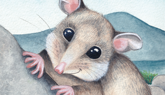 Illustration of Pippa, the Mountain-Pygmy Possum, smiling as she sits on a mountain rock.