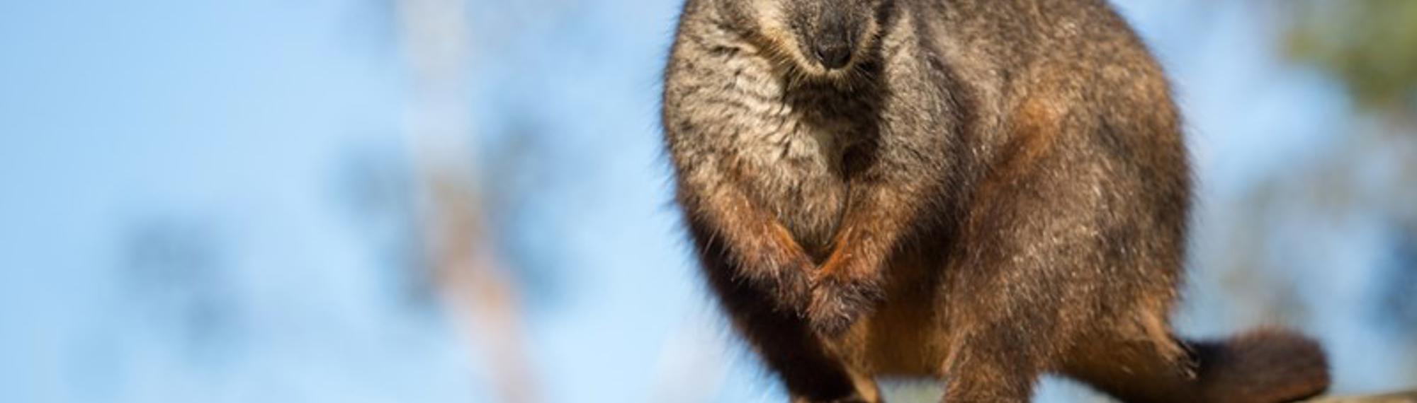 A Rock-Wallaby hunched on top of a rock, seen from front-left and looking to the camera.