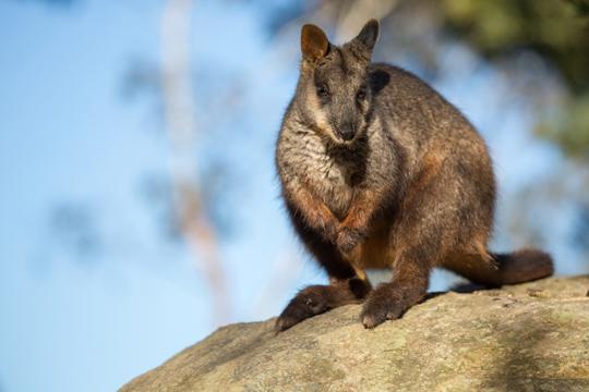 A Rock-Wallaby hunched on top of a rock, seen from front-left and looking to the camera.