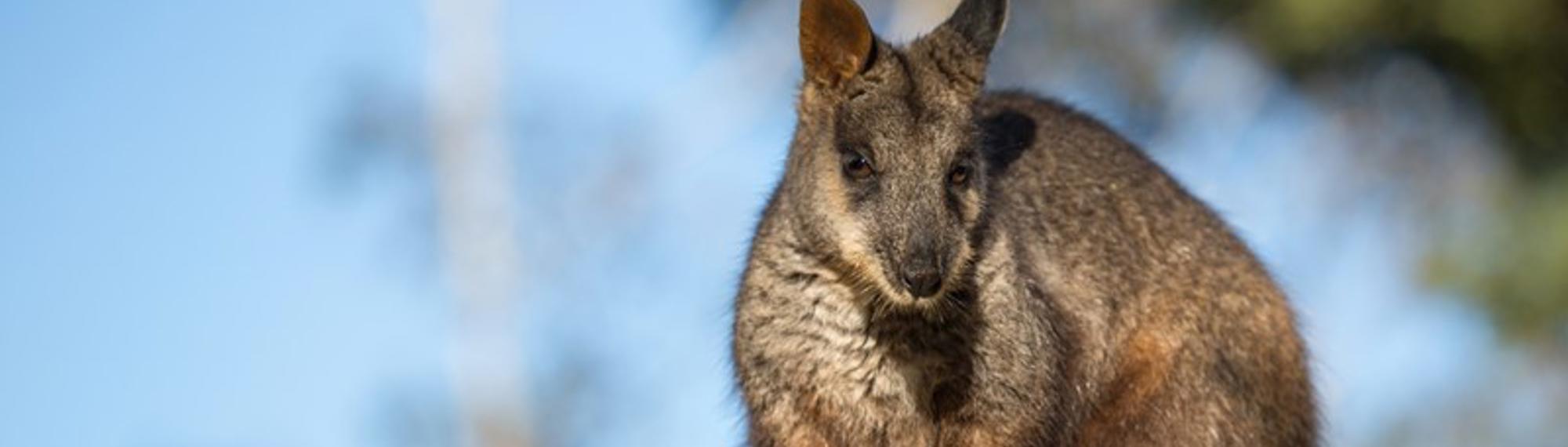 A Rock-Wallaby hunched on top of a rock, seen from front-left and looking to the camera.