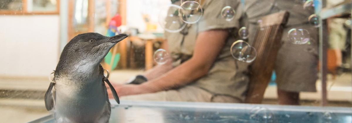 A Little Penguin watches bubbles floating in the air, looking left, while a Keeper is sitting in a chair being in the background.