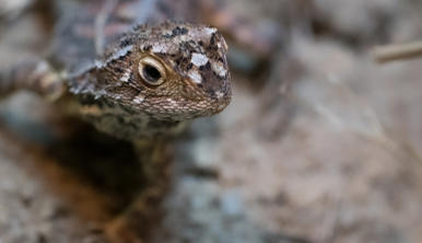 Grassland Earless Dragon, facing slightly right of frame.