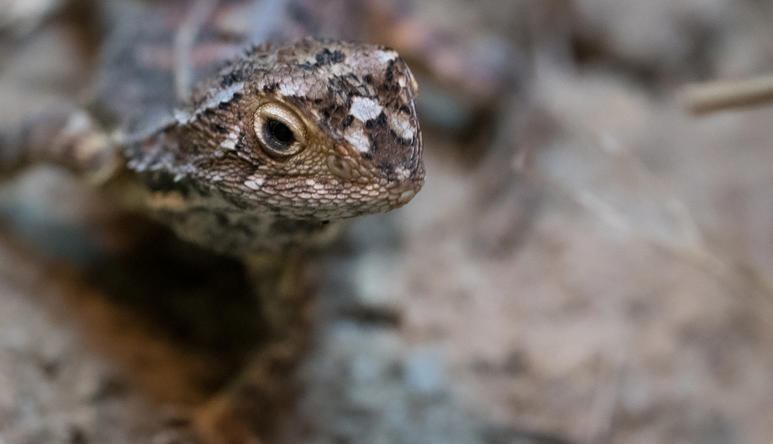 Grassland Earless Dragon, facing slightly right of frame.