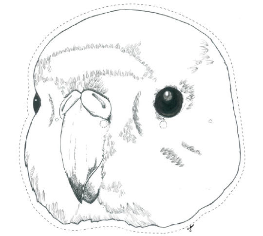 image of orange-bellied parrot mask
