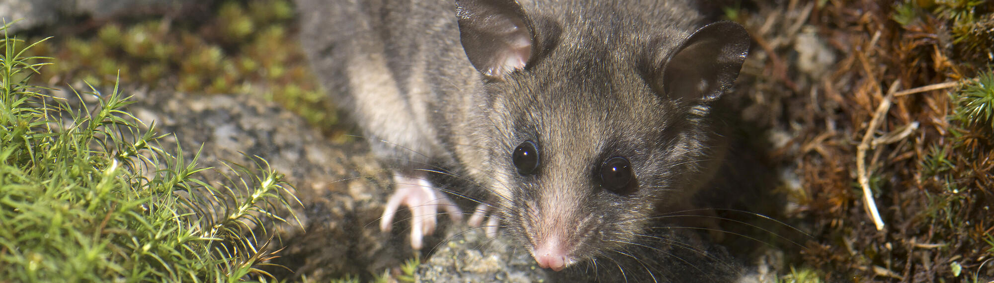Close-up of a Mountain Pygmy Possum on a grass-covered rock, facing toward the camera.