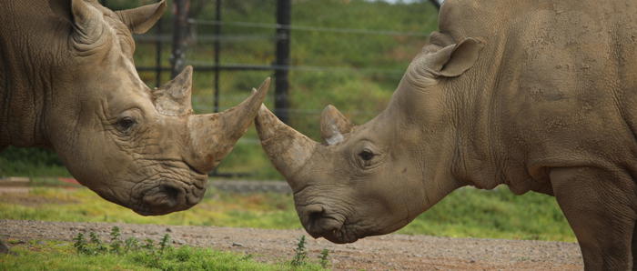 Rhinos Kifaru and Kipenzi, facing each-other and touching horns.