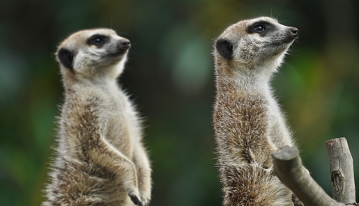 Two small pale brown Meerkats standing straight as they keep watch.