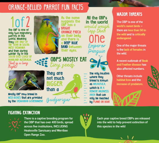 image of Orange-bellied parrot fun facts