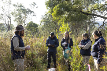Broad-toothed Rat first observed and confirmed in the Coranderrk Bushland. Discovery of the population was made after detection dog Moss's signalling during training sessions.