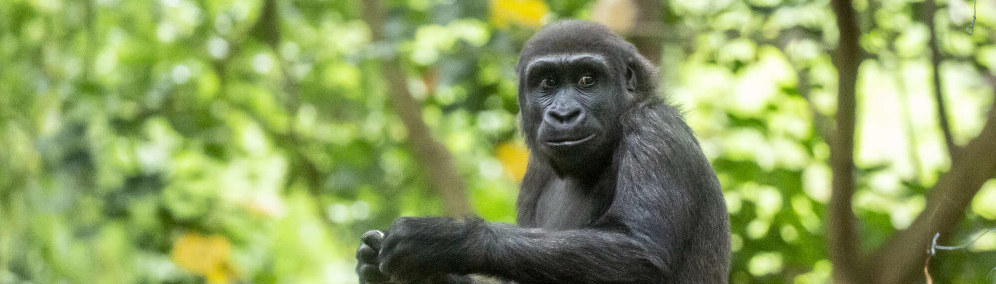 Young Gorilla Kanzi staring to the side of the camera with her hands in front, with trees in the background.