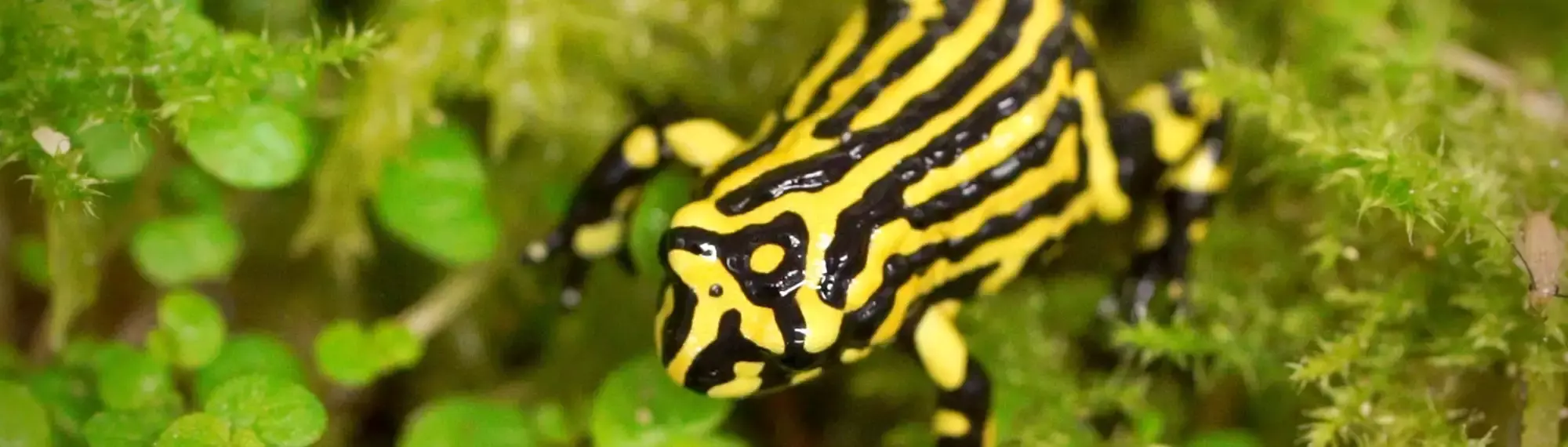 Top-down close-up of a Southern Corroboree Frog, standing on moss and facing right.