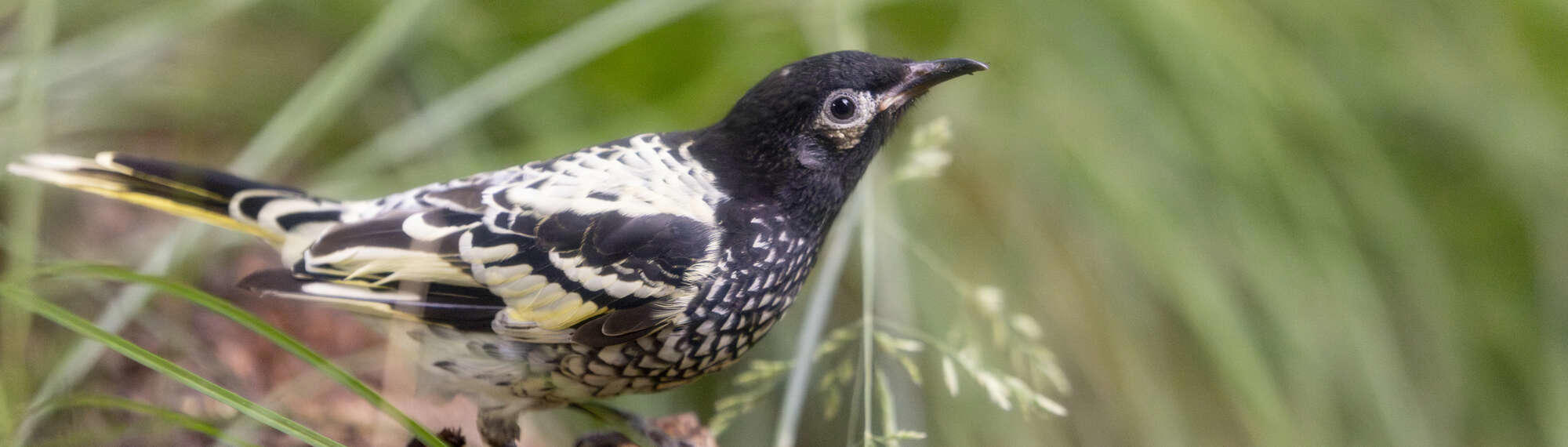 Regent Honeyeaters exploring new home in Australian Trail.