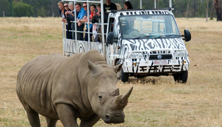 A rhino walks in the foreground while a vehicle full of people is seen in the background, watching the rhino.