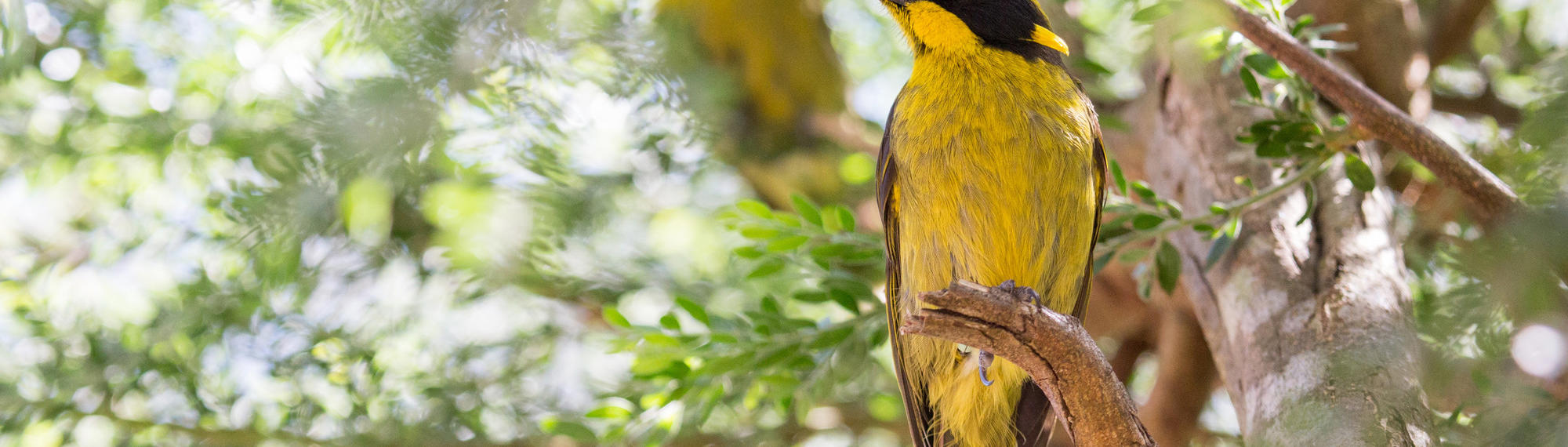 Yellow and black Helmeted Honeyeater sits on a tree branch as another can be seen slightly out of focus in the background.