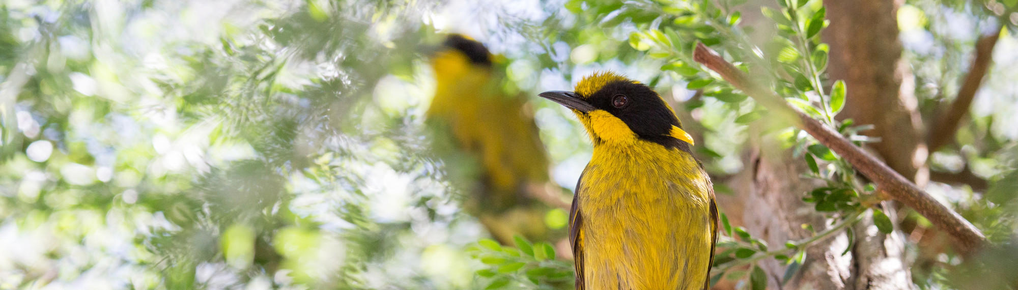 Yellow and black Helmeted Honeyeater sits on a tree branch as another can be seen slightly out of focus in the background.